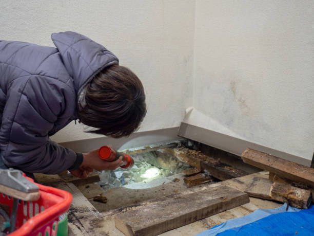 Best Black Mold Removal  in Turnersville, NJ