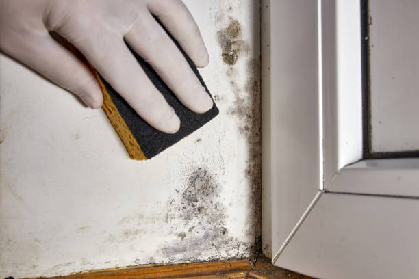 Best Emergency Mold Remediation  in Turnersville, NJ